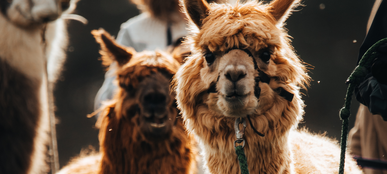lamas-nature-animaux-enfants